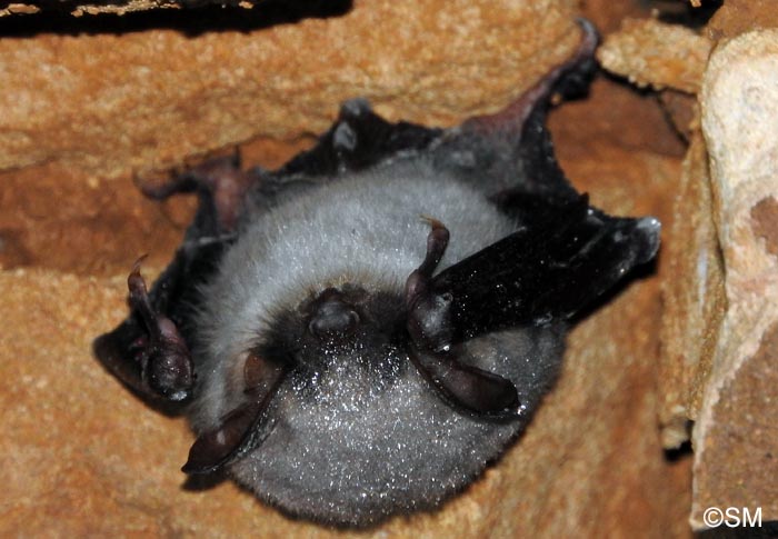 Myotis myotis