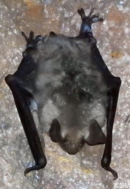 Myotis myotis