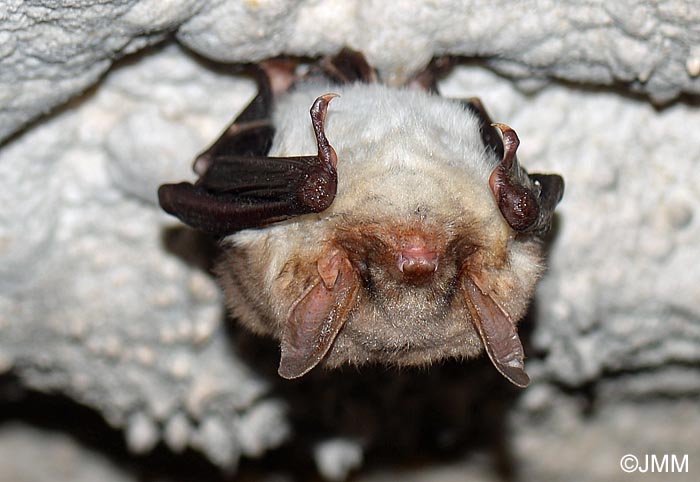 Myotis myotis