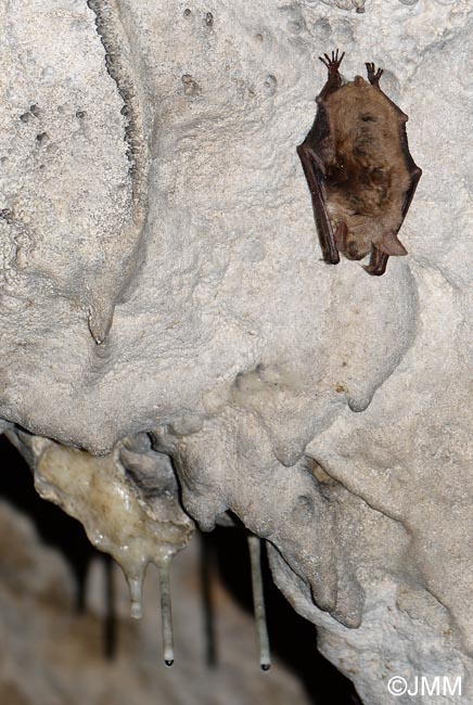 Myotis myotis