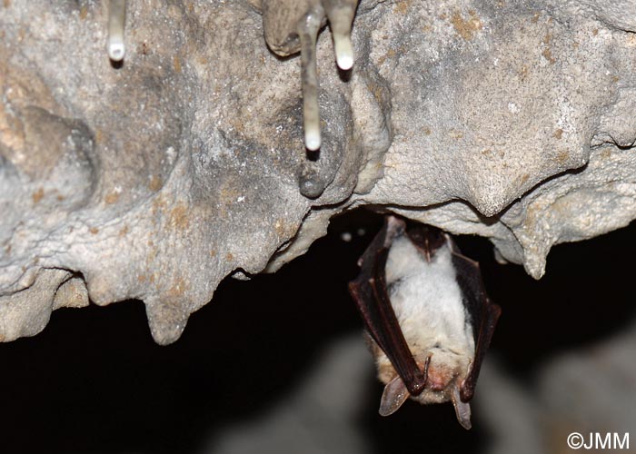 Myotis myotis