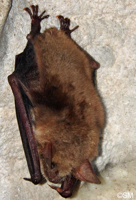 Myotis myotis