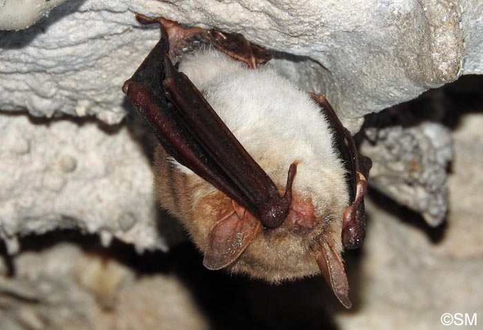 Myotis myotis