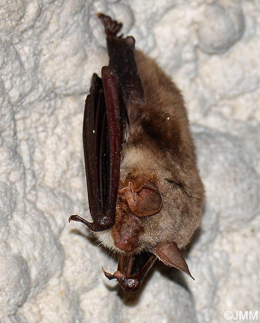 Myotis myotis