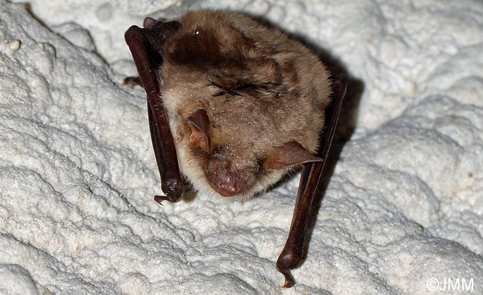 Myotis myotis