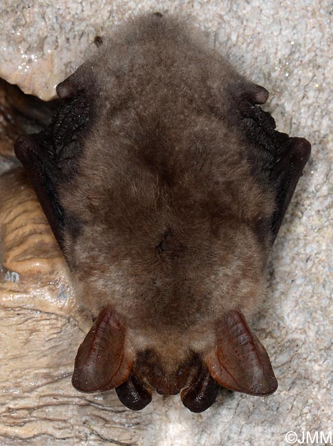 Myotis myotis