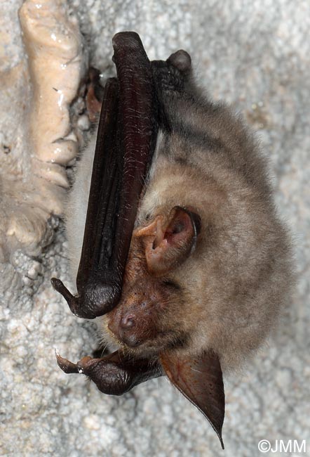 Myotis myotis