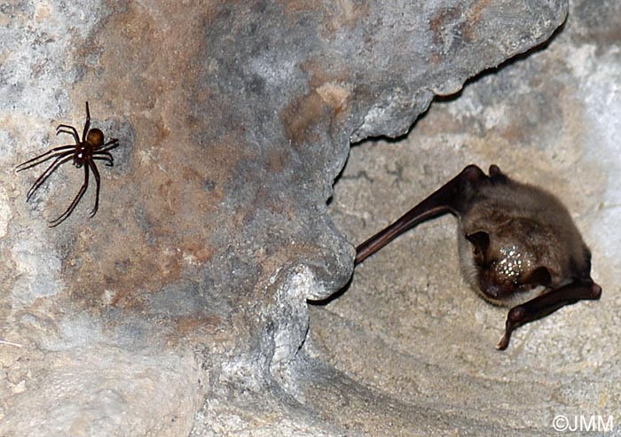 Myotis myotis et Meta menardi