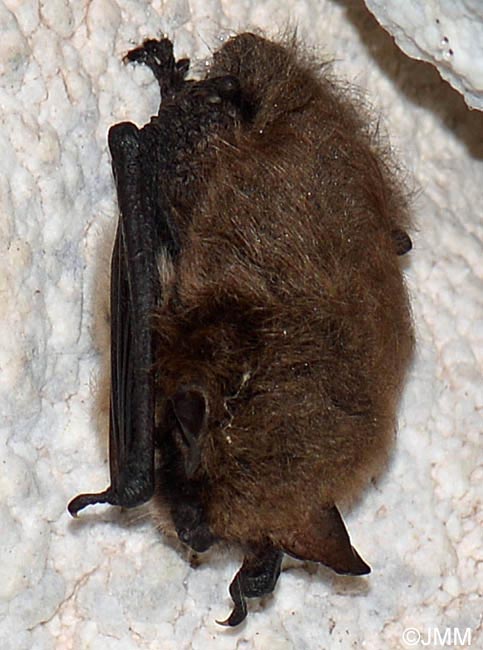 Myotis mystacinus