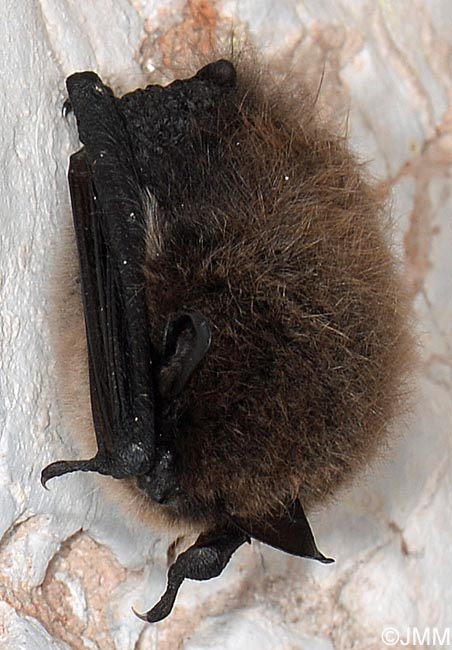 Myotis mystacinus