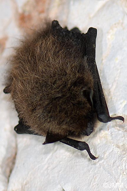 Myotis mystacinus