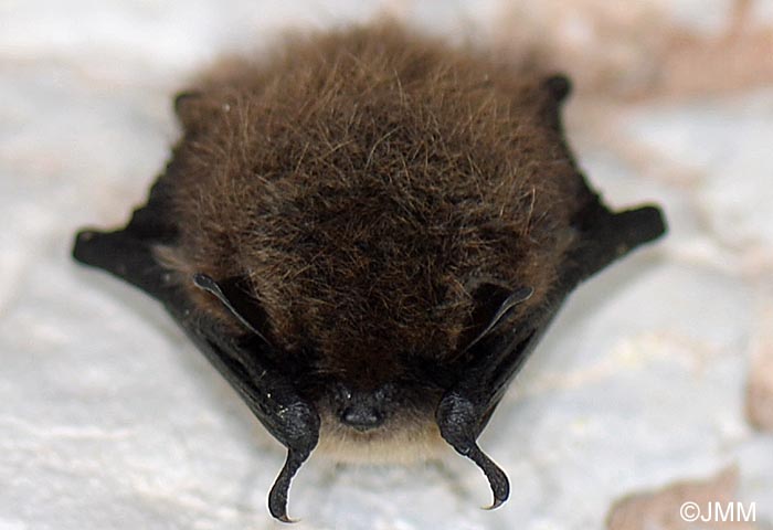 Myotis mystacinus