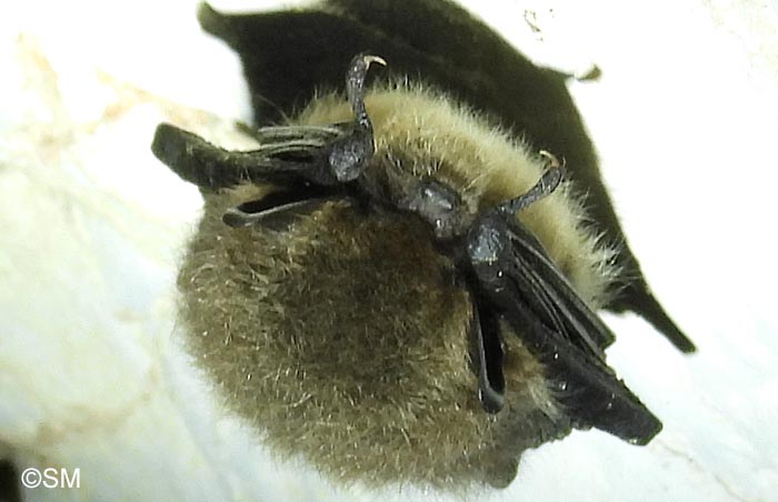 Myotis mystacinus