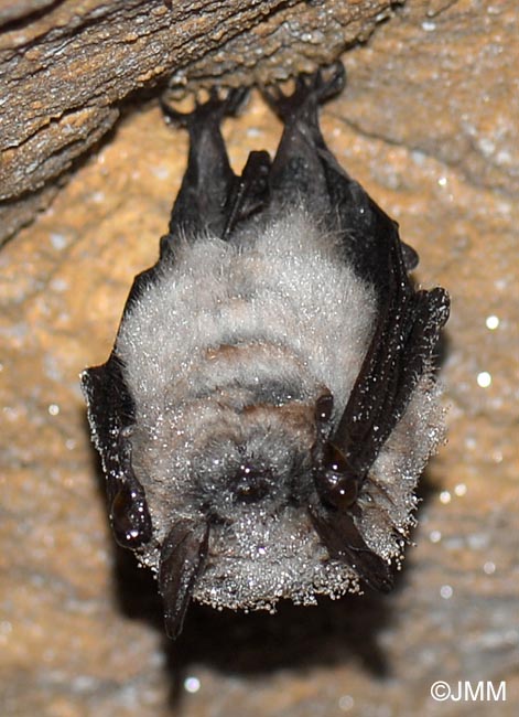 Myotis mystacinus