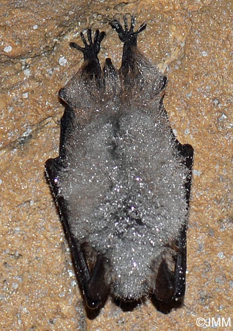 Myotis mystacinus