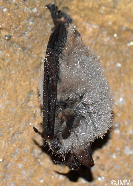 Myotis mystacinus