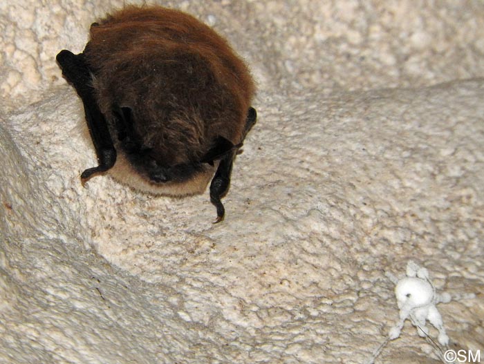 Myotis mystacinus