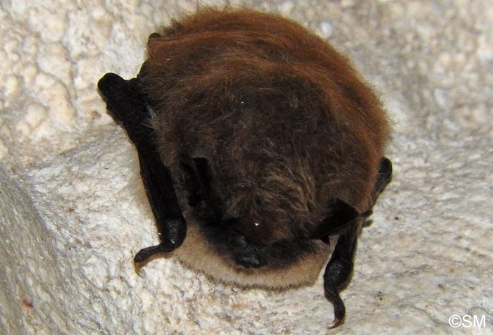 Myotis mystacinus