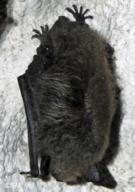 Myotis mystacinus