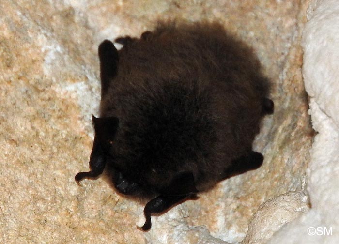 Myotis mystacinus