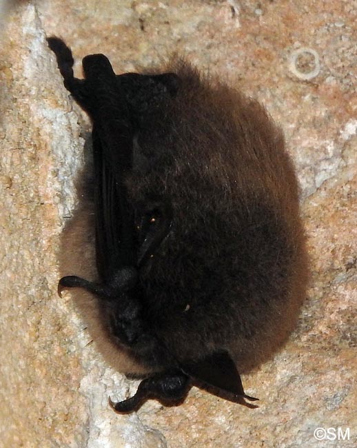 Myotis mystacinus