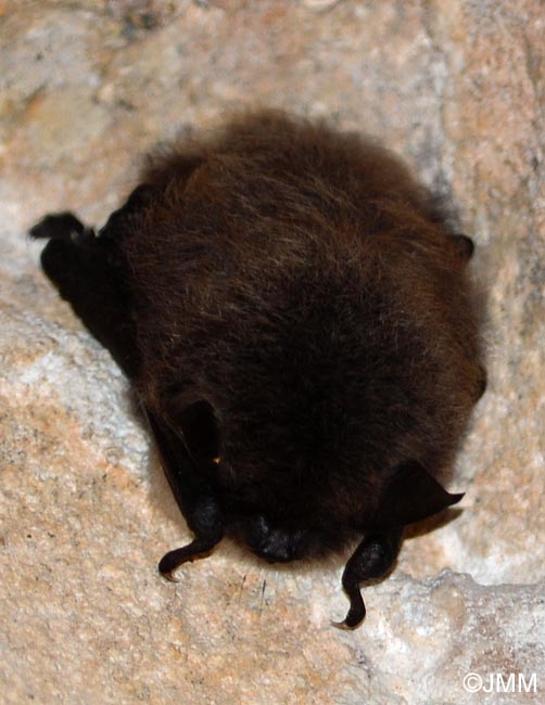 Myotis mystacinus