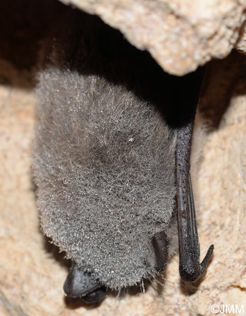 Myotis mystacinus