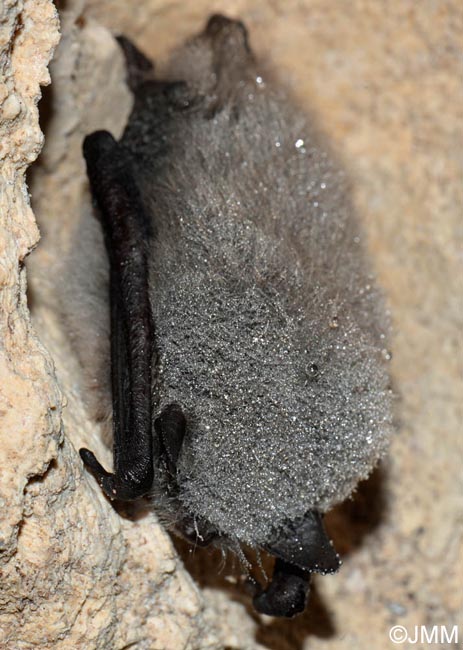 Myotis mystacinus