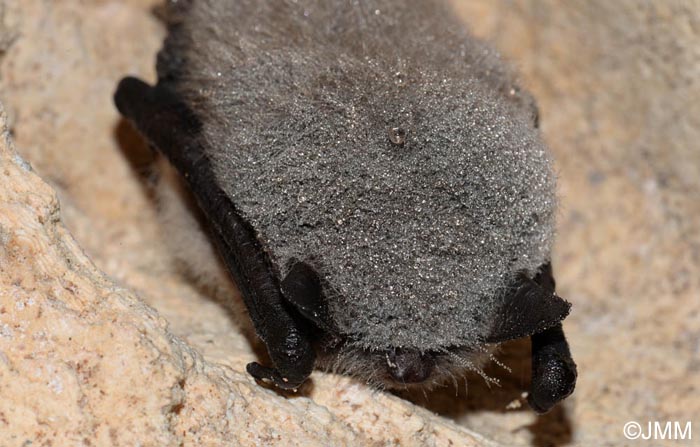 Myotis mystacinus