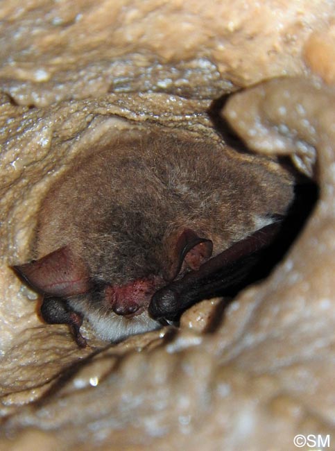 Myotis nattereri