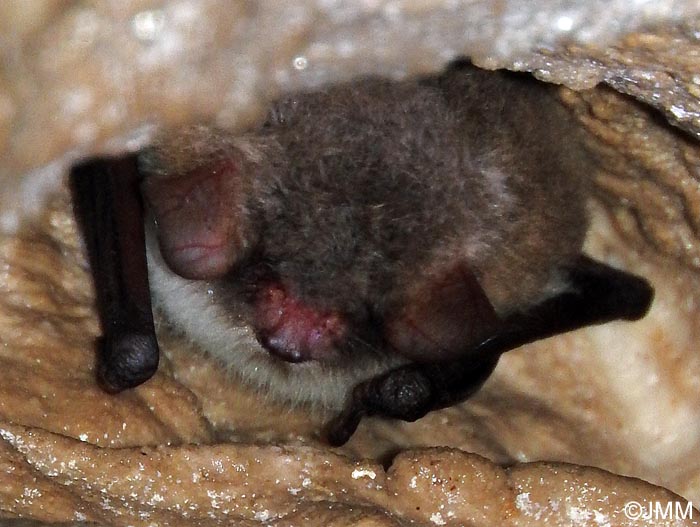 Myotis nattereri