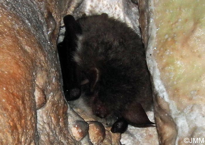 Myotis nattereri