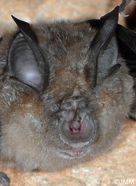 Rhinolophus ferrumequinum