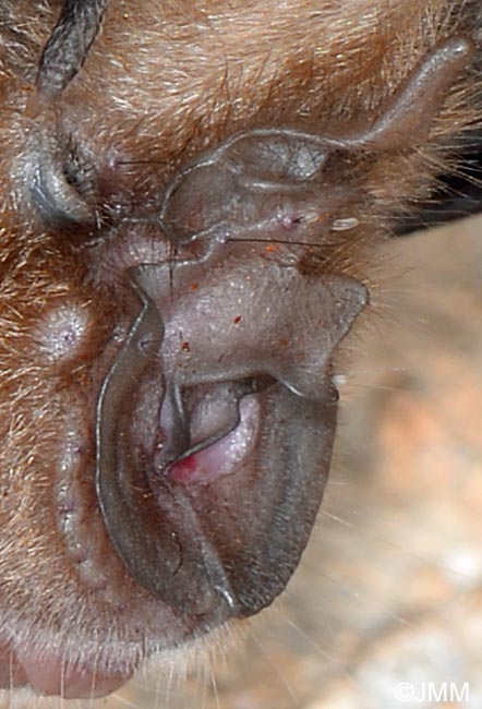 Rhinolophus ferrumequinum