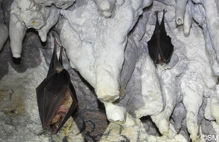 Rhinolophus ferrumequinum & Rhinolophus hipposideros