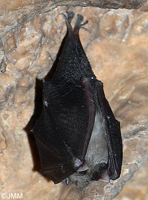 Rhinolophus hipposideros : Petit rhinolophe