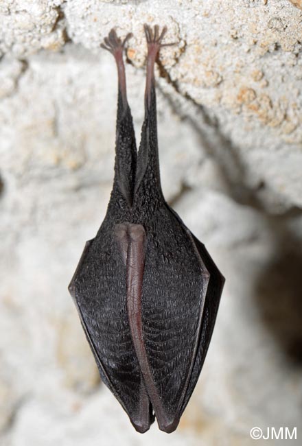 Rhinolophus hipposideros