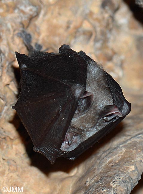 Rhinolophus hipposideros : Petit rhinolophe