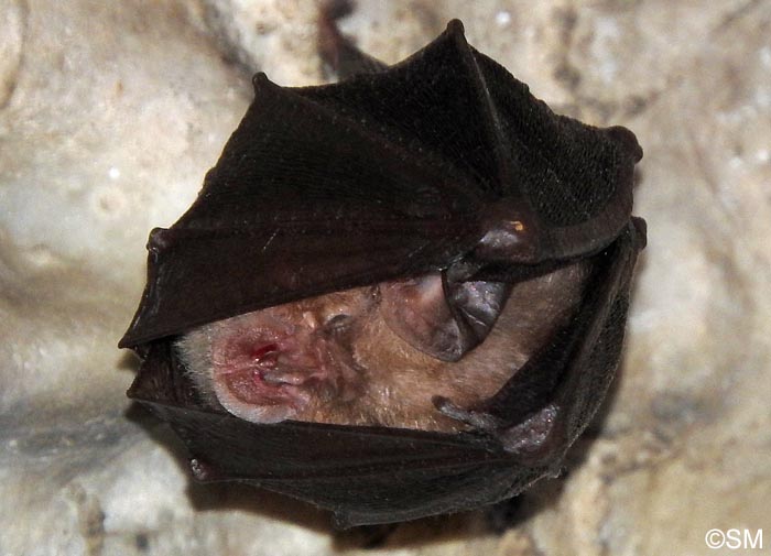 Rhinolophus hipposideros