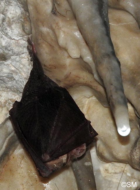 Rhinolophus hipposideros