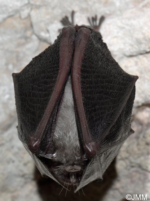 Rhinolophus hipposideros