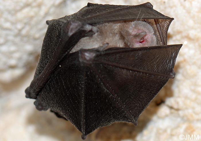 Rhinolophus hipposideros