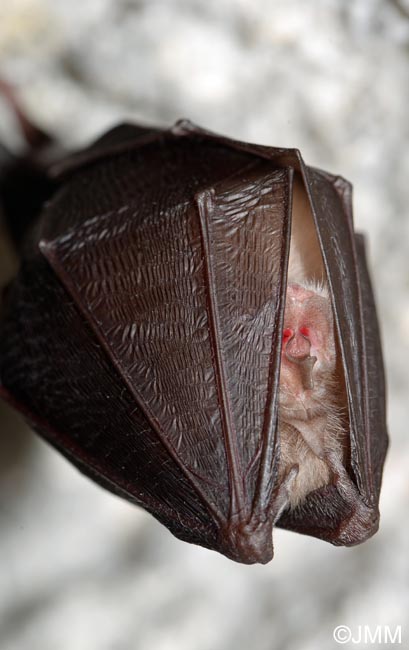 Rhinolophus hipposideros