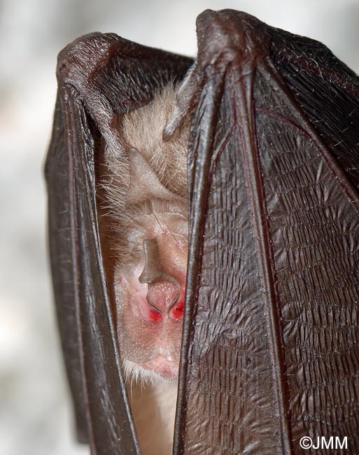 Rhinolophus hipposideros