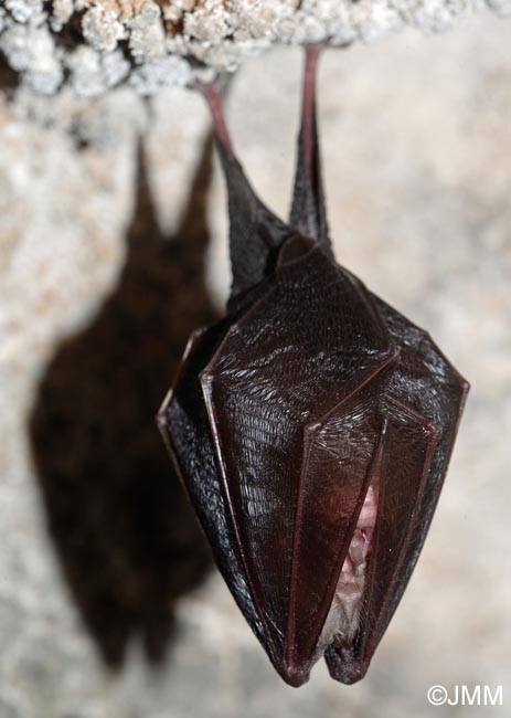 Rhinolophus hipposideros