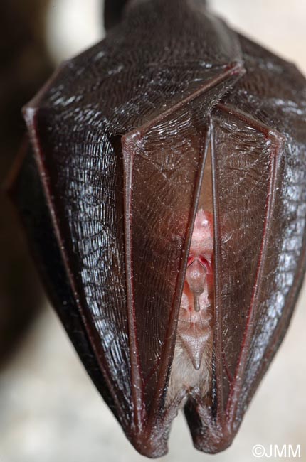 Rhinolophus hipposideros