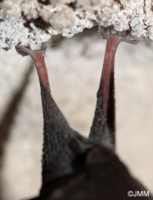 Rhinolophus hipposideros