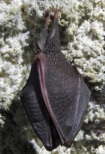 Rhinolophus hipposideros