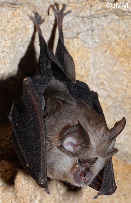 Rhinolophus hipposideros