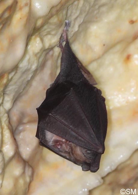 Rhinolophus hipposideros